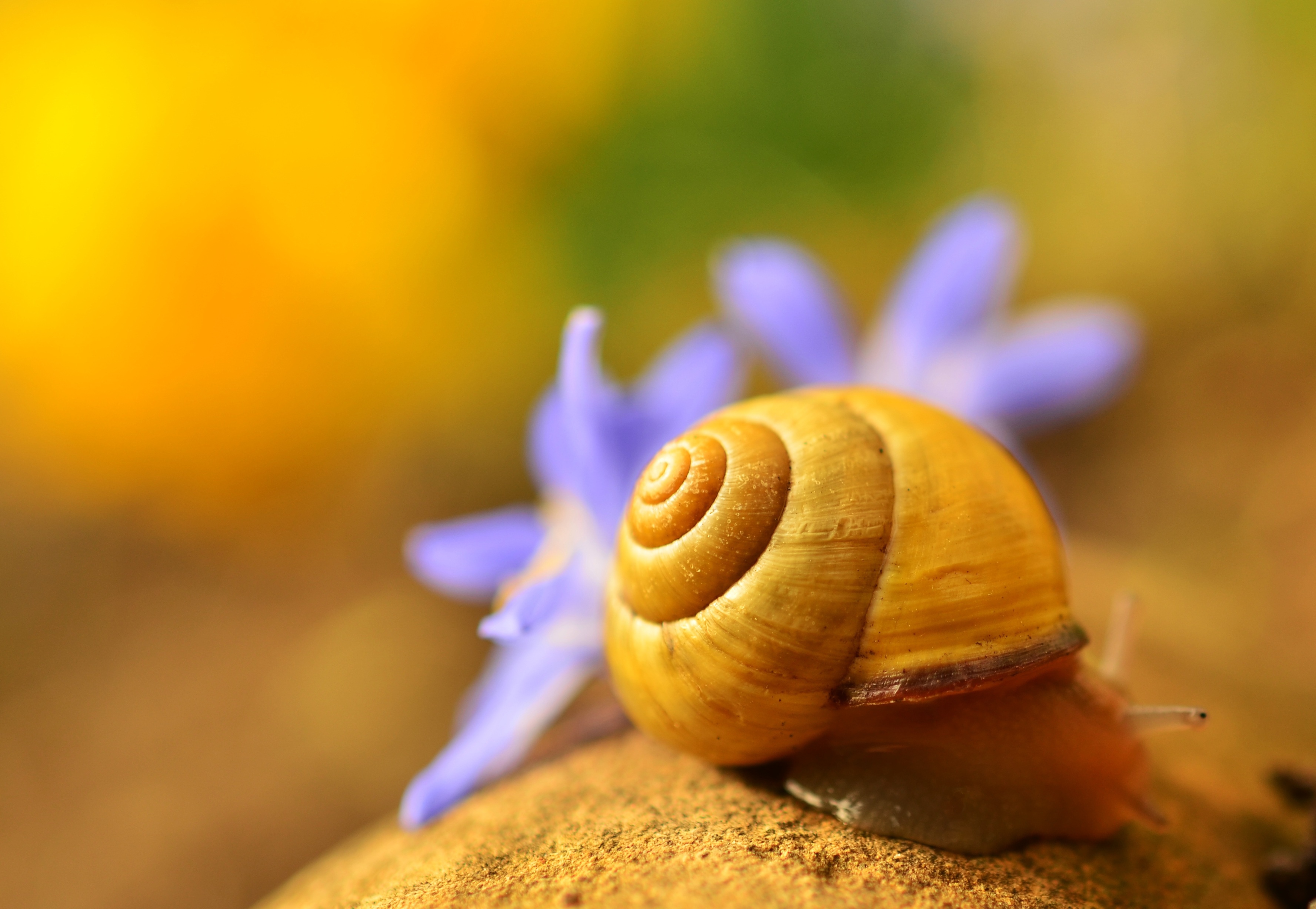Warum Spirale? Schneckenhäuser und der Goldene Schnitt bei Treppen